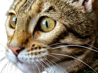 Bengal cats Looking for 5⭐️🏡 for Kiara from 28th March - Advert 5