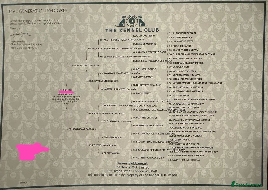 Cavalier King Charles Spaniel dogs for stud: Ruby Cavalier King Charles Spaniel Stud KC Reg - Advert 4