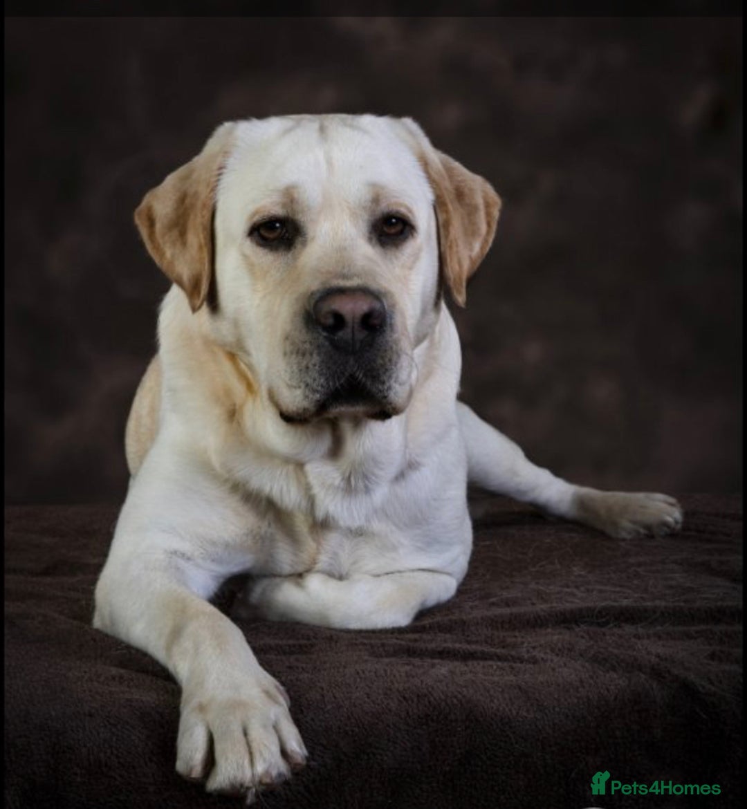 Labrador Retriever dogs for sale: Stunning litter of 6 Labrador Puppies  - Image 18