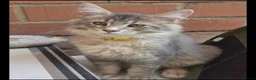 Maine Coon cats for sale: Beautiful Maine Coon Kittens - Advert 5