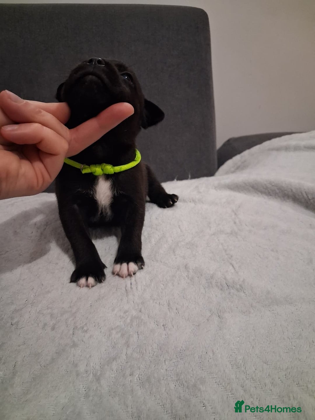 Staffordshire Bull Terrier dogs for sale: Show quality Staffordshire Bull Terrier - Advert 23