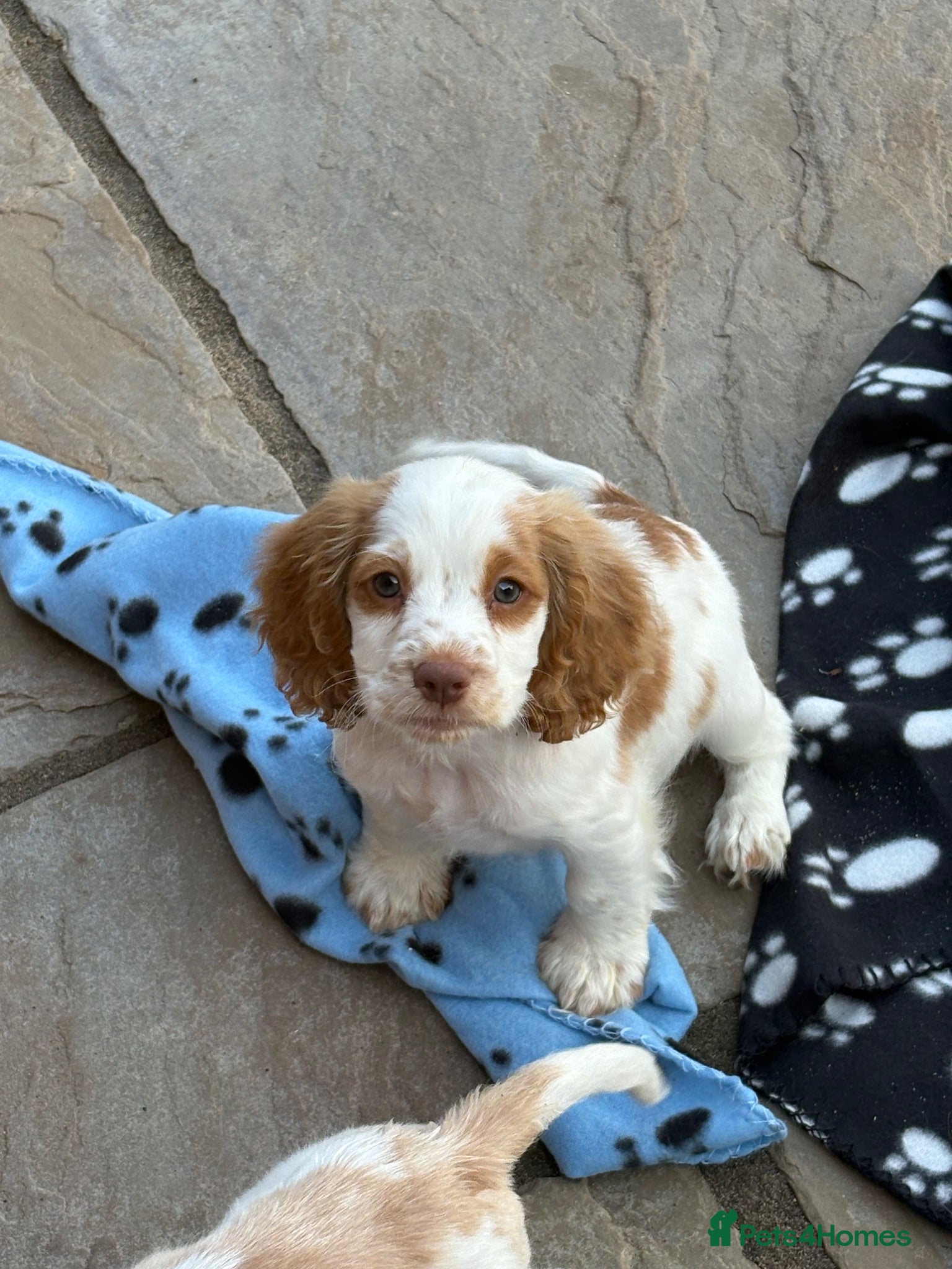 Cocker Spaniel dogs Cocker spaniel puppies for sale ! - Advert 1