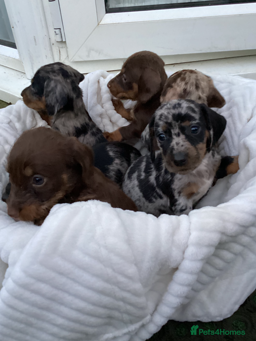 Dachshund dogs for sale: Dachshund puppies - Image 12
