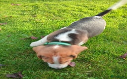 Beagle dogs for sale: Genuine Foot Beagles - Image 4