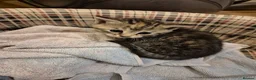 Mixed Breed cats for sale: Kittens for sale  in Nottingham - Advert 5