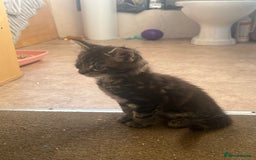 Maine Coon cats for sale: Maine coon kitten. Black tabby pure Maine coon  - Image 10