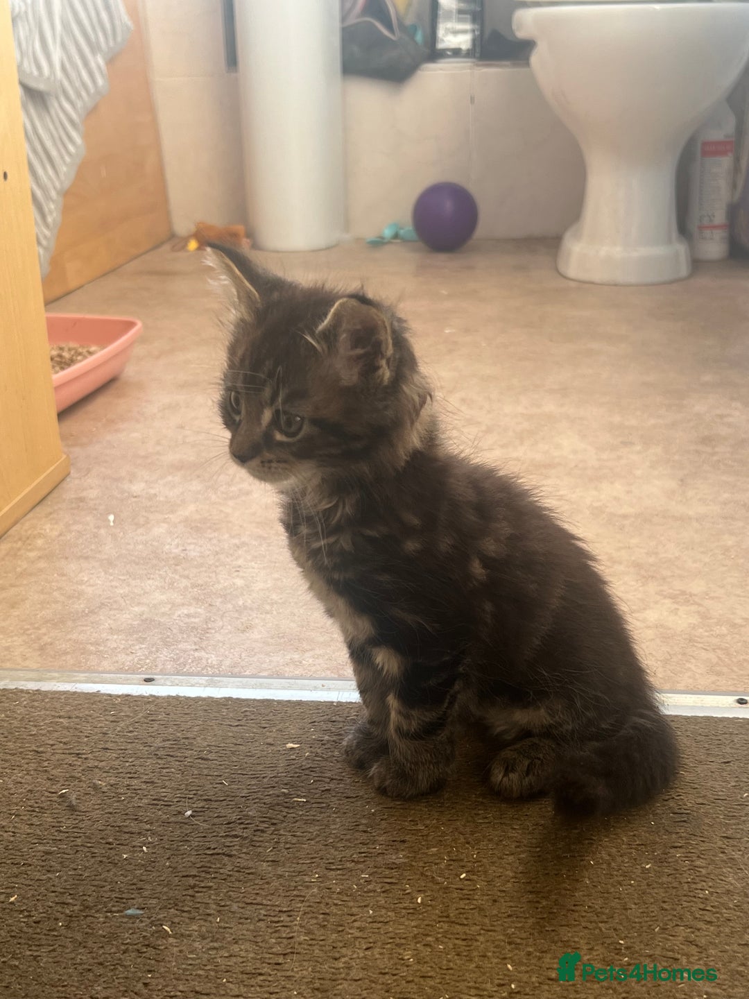 Maine Coon cats for sale: Maine coon kitten. Black tabby pure Maine coon  - Image 10