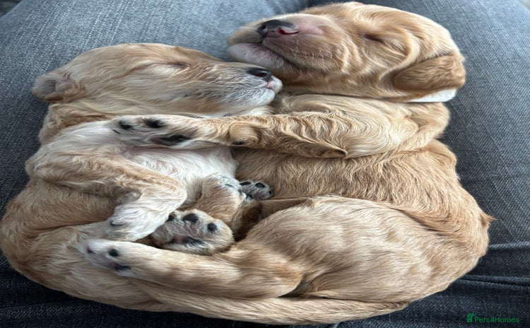 Cockapoo dogs - Advert 1