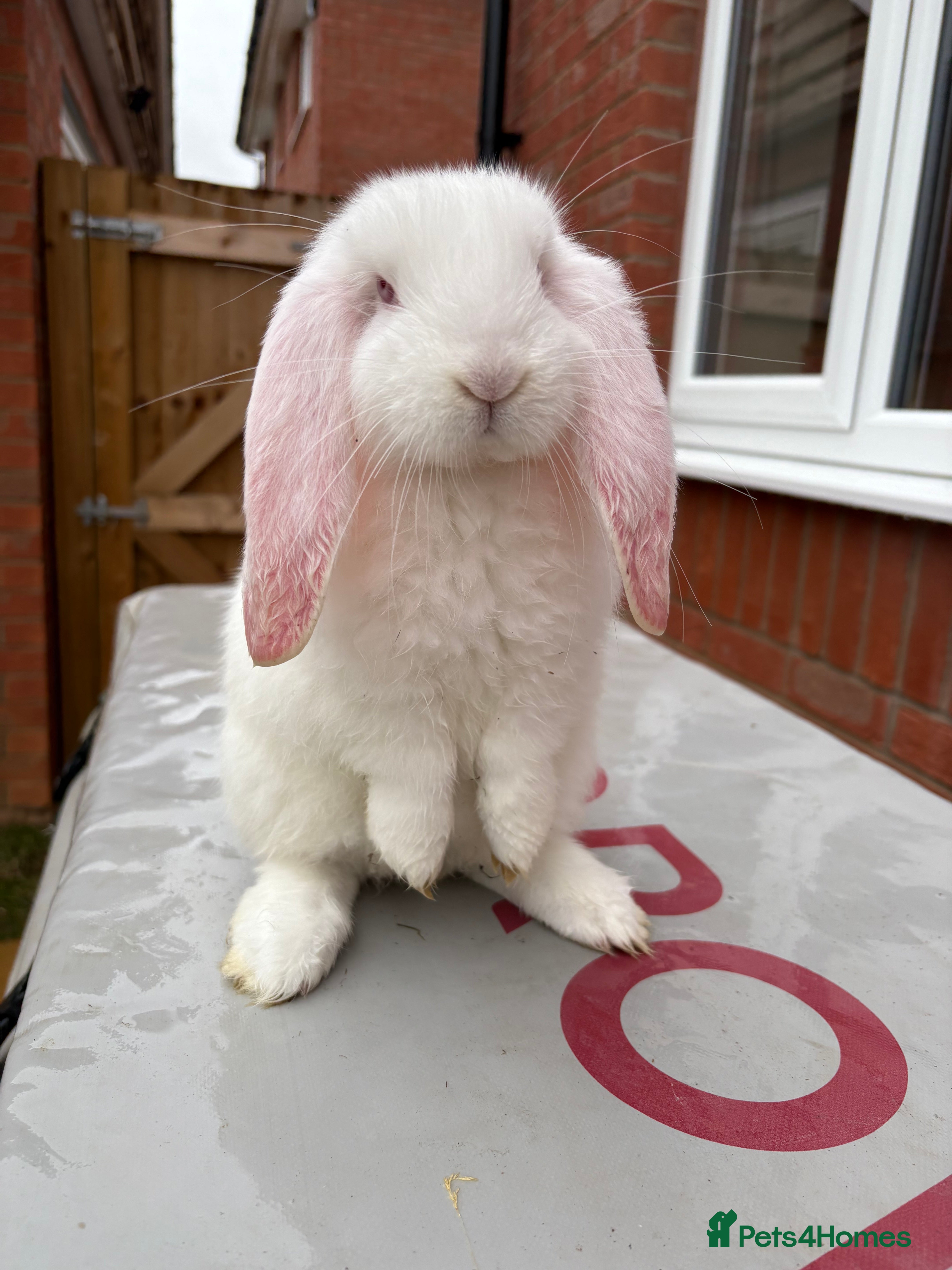French Lop rabbits REW French Lop - Advert 2