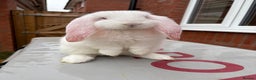 French Lop rabbits for sale: REW French Lop - Advert 1