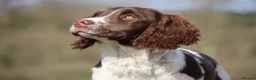 English Springer Spaniel dogs for sale: Rowanvale's Trained Jennie  - Advert 2