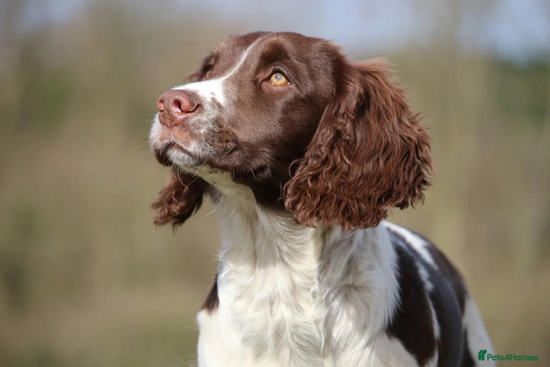 English Springer Spaniel dogs for sale: Rowanvale's Trained Jennie  - Advert 2