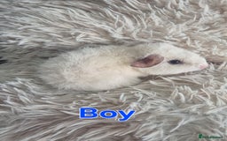 Guinea Pig rodents for sale: 3 male and 1 female baby guinea pigs  - Image 7