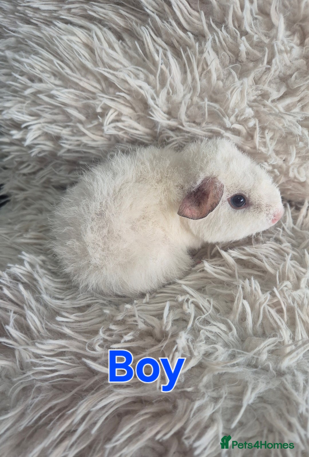 Guinea Pig rodents for sale: 3 male and 1 female baby guinea pigs  - Image 7