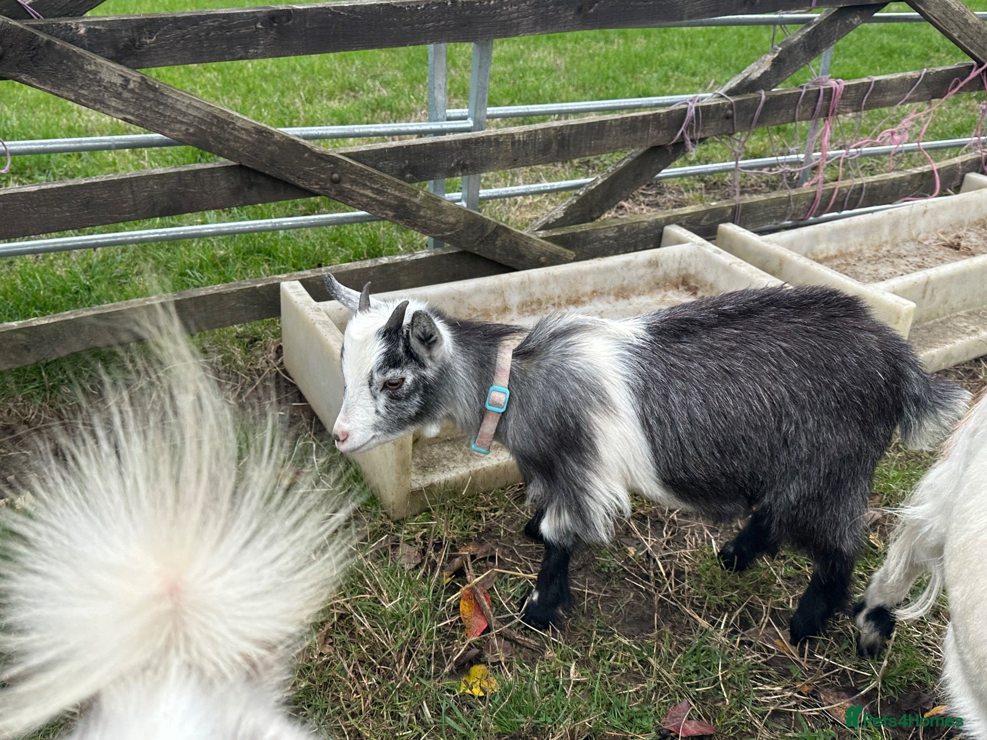 Goats livestock for sale: 2 stunning Pygmy Goat Wethers - Advert 2