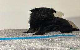 Mixed Breed dogs for sale: German shepherd pups  - Image 2