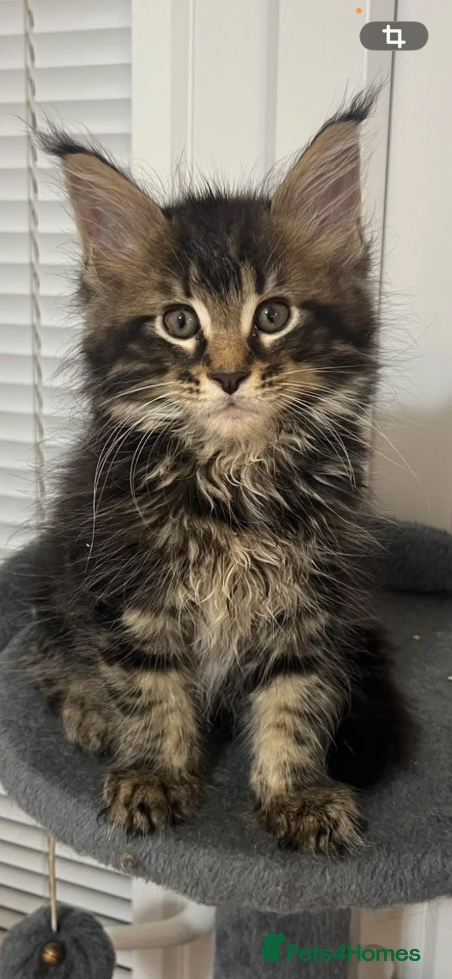 Maine Coon cats 7 GCCF registered Maine coon boys. - Advert 2