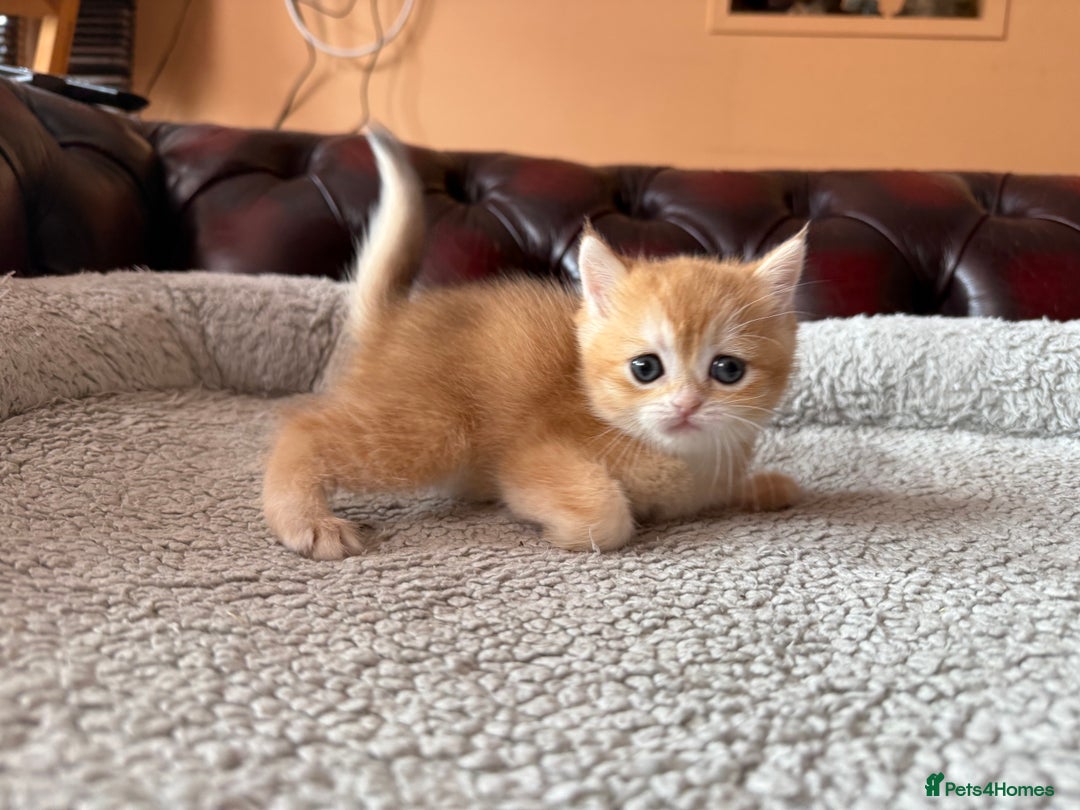 British Shorthair cats for sale: 3 Lovely Golden BSH males - Image 10
