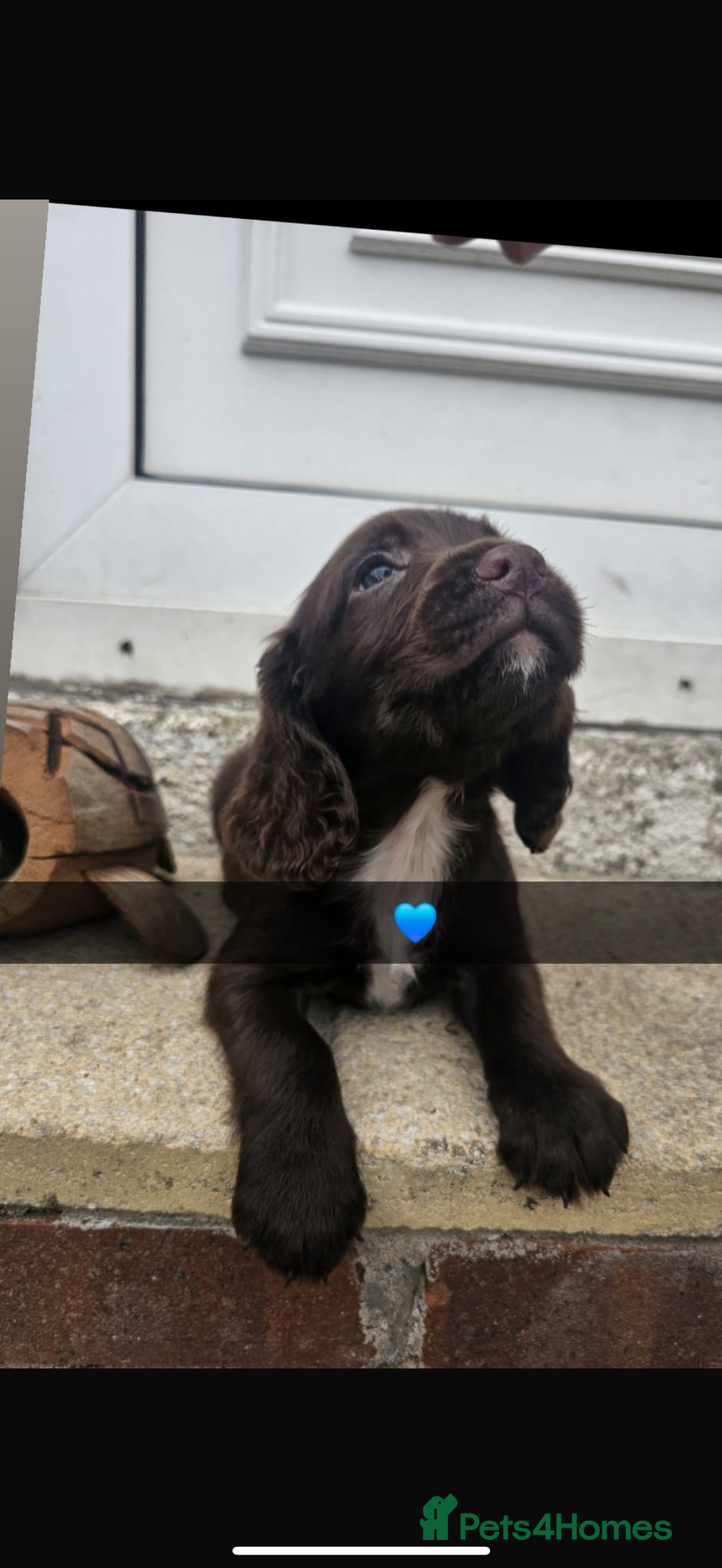 Cocker Spaniel dogs for sale: Gorgeous cocker spaniel puppies ready for new home - Image 6