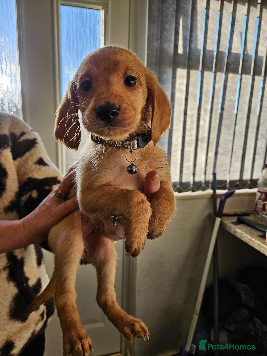 Labradoodle dogs for sale: 9 gorgeous labradoodles, red fox and cream - Advert 32