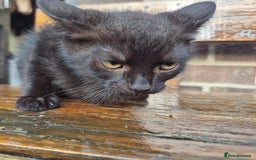 Mixed Breed cats for sale: Kittens - Image 4