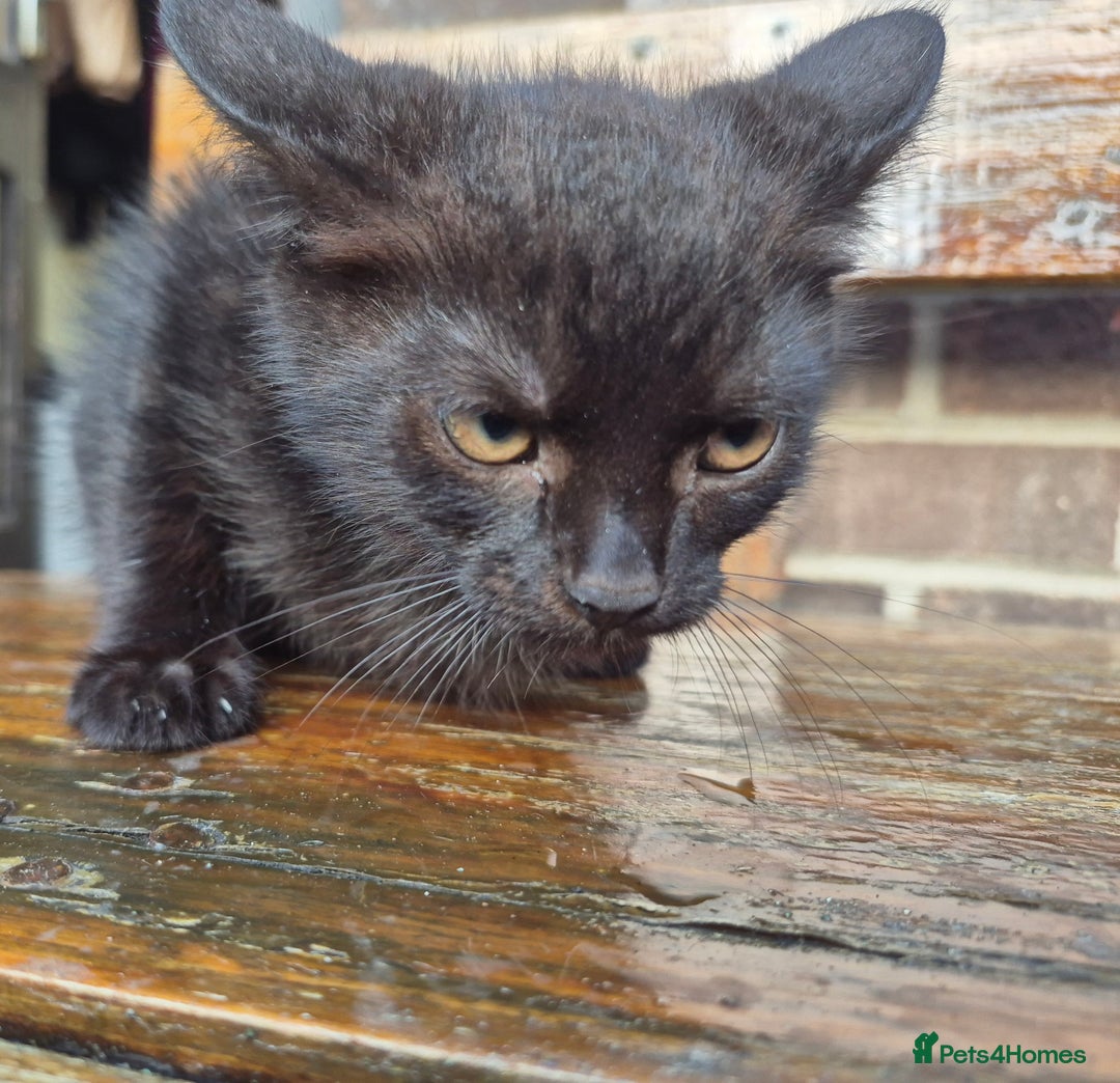 Mixed Breed cats for sale: Kittens - Image 4