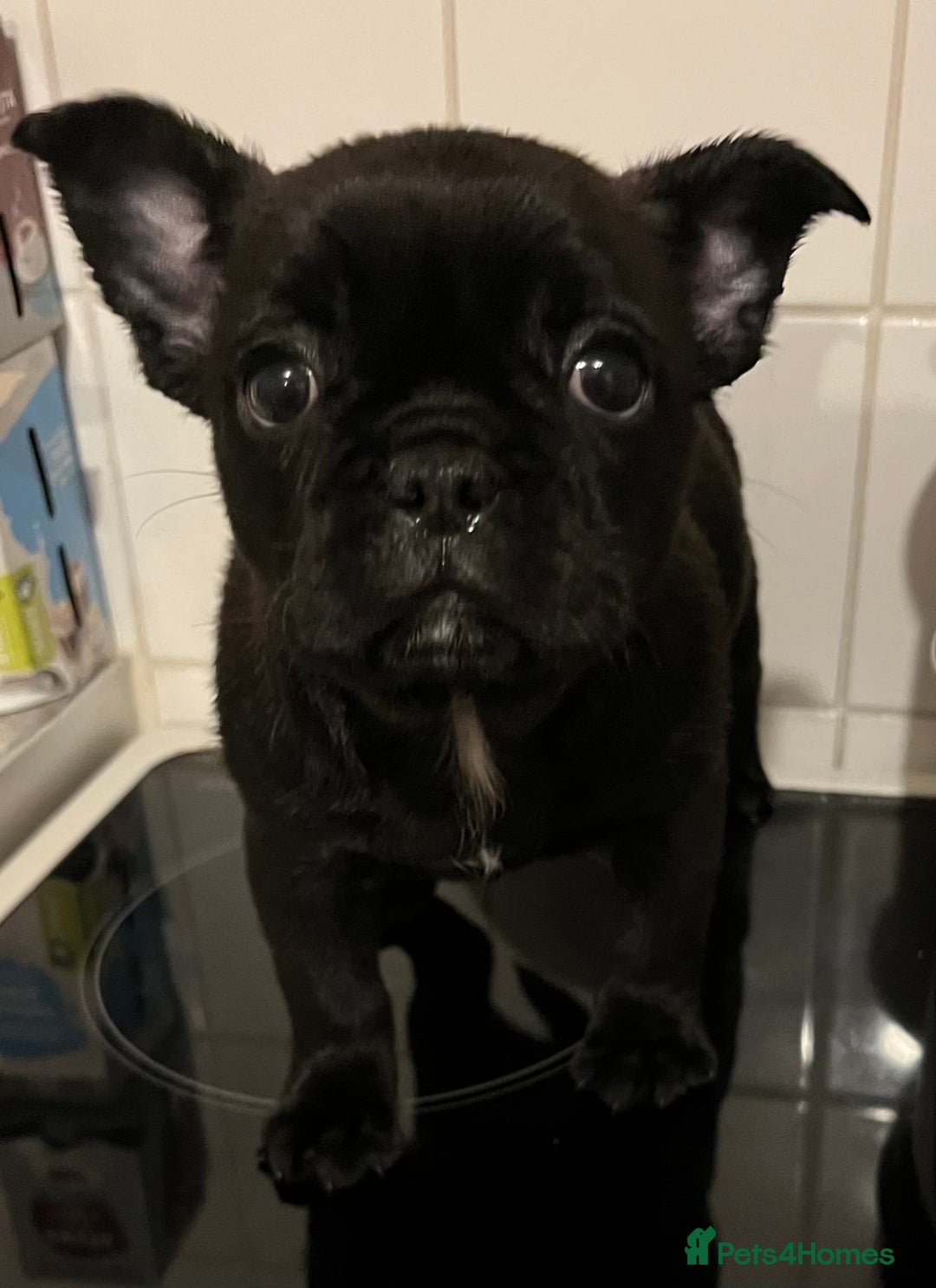 Frug dogs for sale: Beautiful frug female  - Advert 5