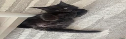 Maine Coon cats for sale: Smokey black Maine Coon kitten - Advert 1