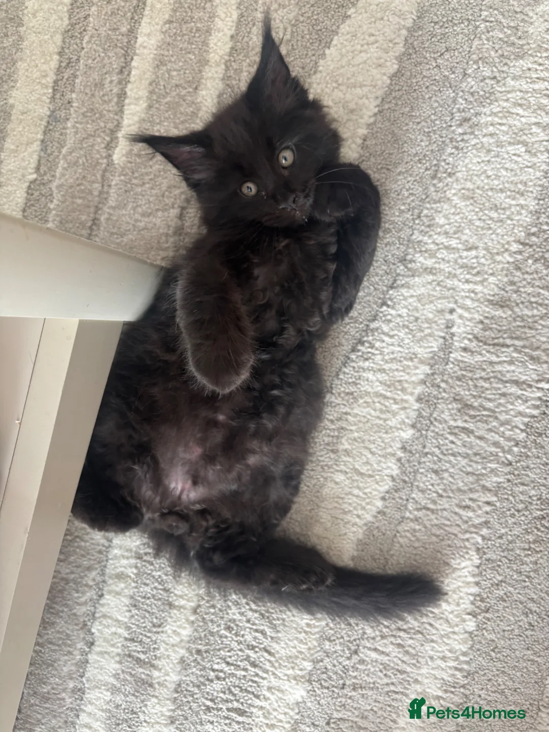 Maine Coon cats for sale: Smokey black Maine Coon kitten - Advert 1
