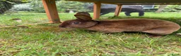 Rex rabbits for sale: Chocolate brown mini rex in Tonbridge - Advert 3