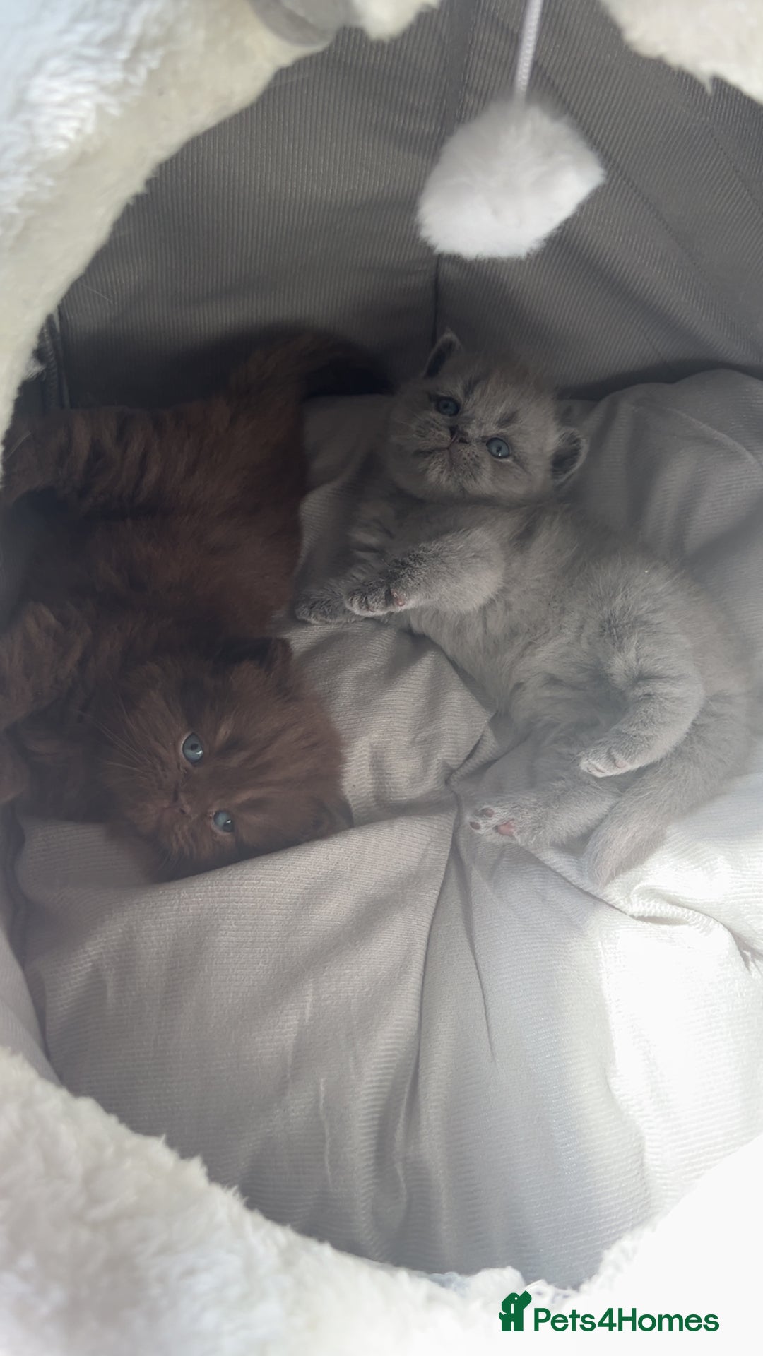 British Shorthair cats for sale: BSH Kittens - Image 2