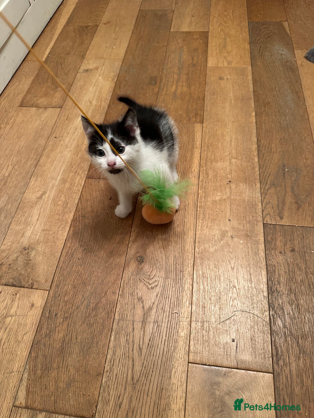 British Longhair cats for sale: Unusual markings  - Image 3