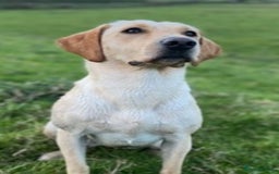 Labrador Retriever dogs for sale: Stunning, KC registered, Fox Red Labrador puppies. - Image 9