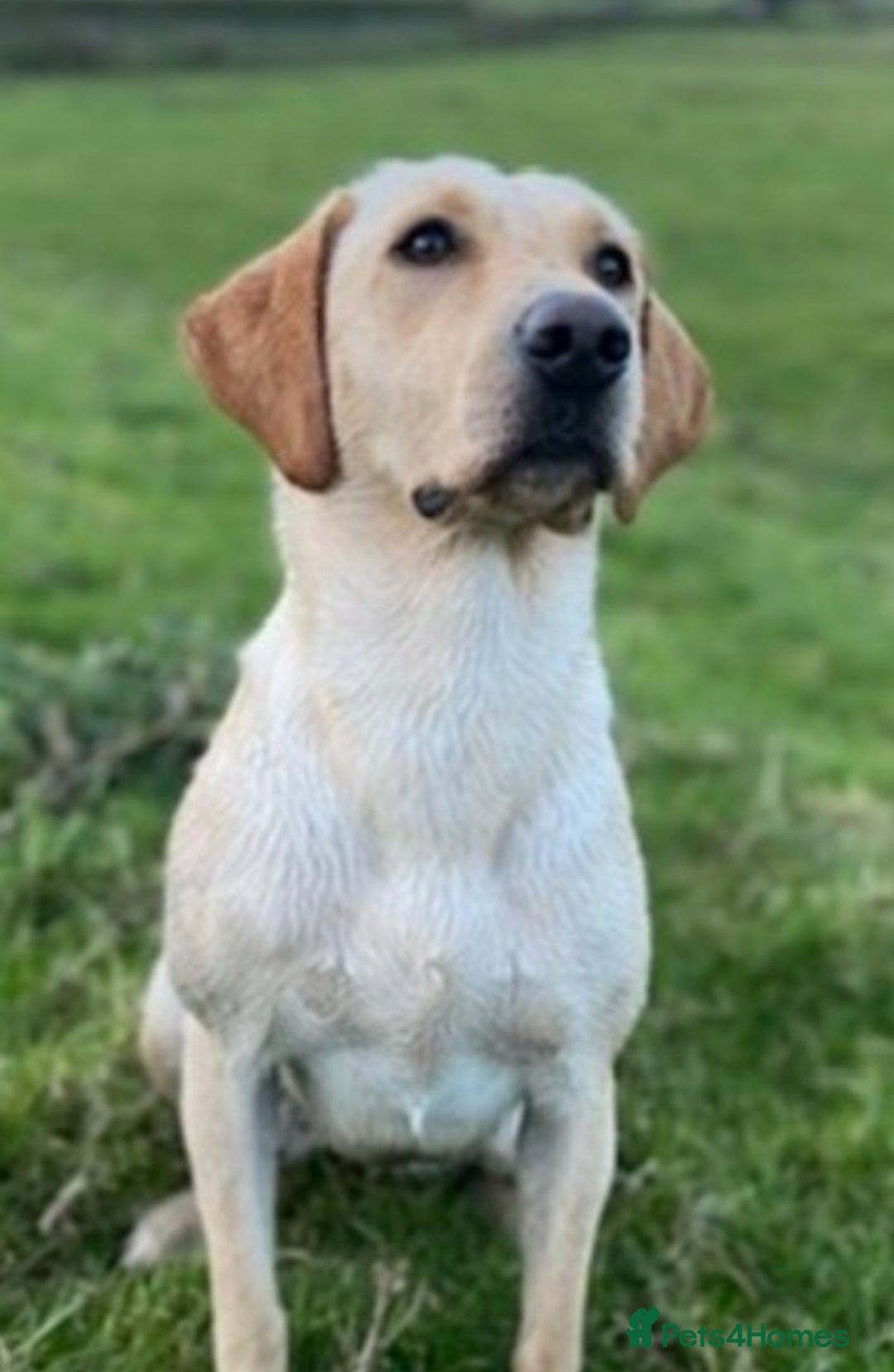 Labrador Retriever dogs for sale: Stunning, KC registered, Fox Red Labrador puppies. - Image 9