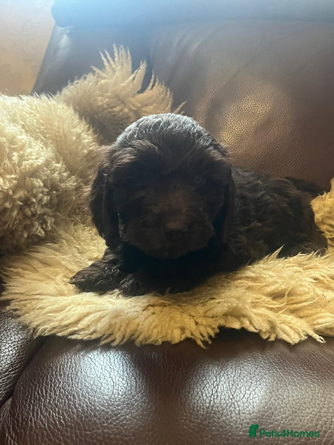 Cockapoo dogs for sale: Cockapoo puppies  - Advert 5