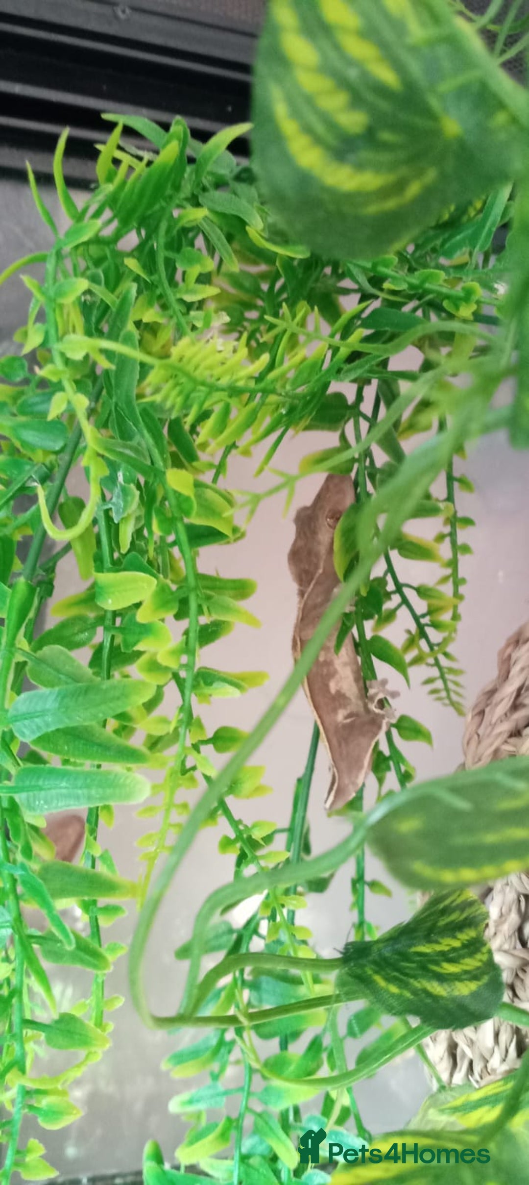 Bearded Dragon reptiles for sale: 3 crested geckos and enclosure. - Advert 5