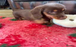 Dachshund dogs for sale: KC Long Haired Miniature Dachshund Puppies - Image 16