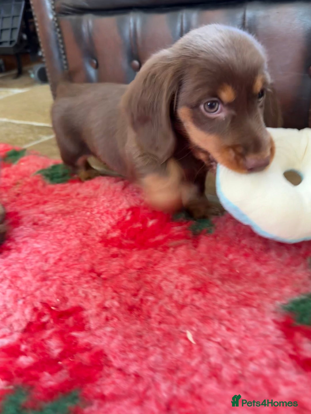 Dachshund dogs for sale: KC Long Haired Miniature Dachshund Puppies - Image 16