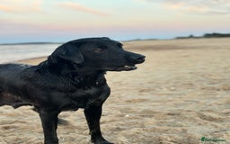 Labrador Retriever dogs for sale: Beautiful litter of Labradors - Image 3