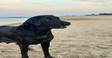 Labrador Retriever dogs - Advert 2