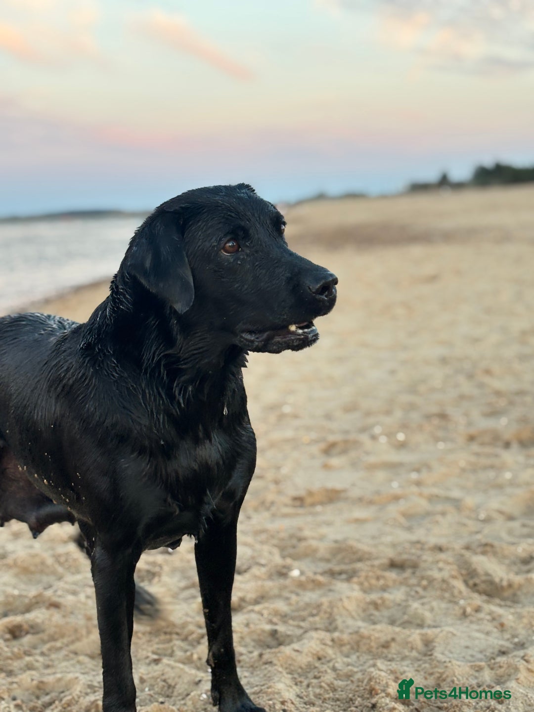 Labrador Retriever dogs for sale: Beautiful litter of Labradors - Image 3