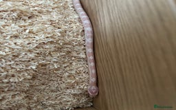 Corn Snake reptiles for sale: Snowie corn snake  - Image 2