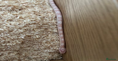 Corn Snake reptiles - Advert 2