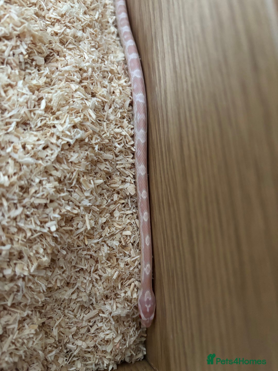 Corn Snake reptiles for sale: Snowie corn snake  - Image 2