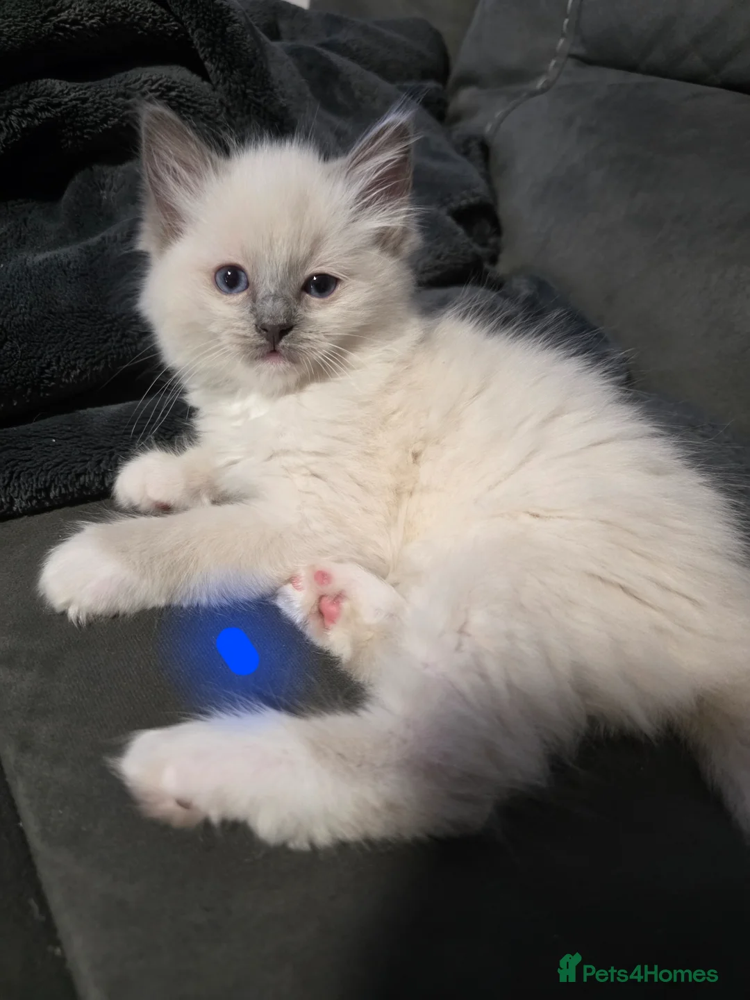 Ragdoll cats for sale: Ragdoll kittens in Perth - Advert 2