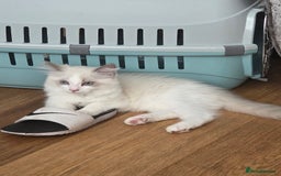 Ragdoll cats for sale: Lilac/cream ragdoll girl, 13 weeks 🤍 - Image 9