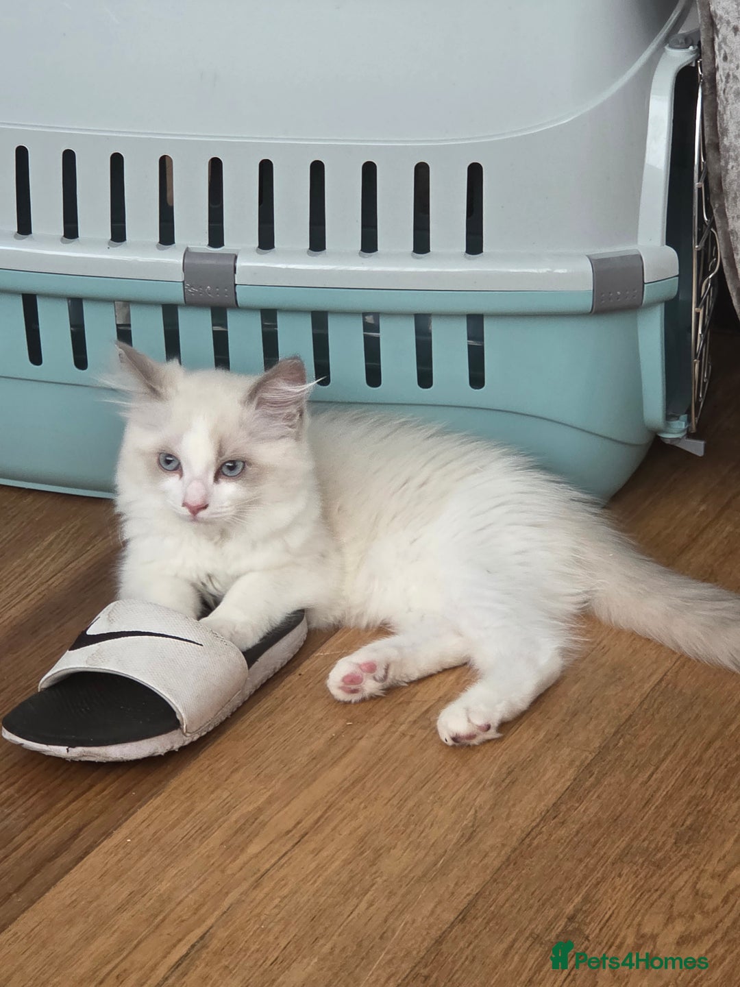 Ragdoll cats for sale: Lilac/cream ragdoll girl, 13 weeks 🤍 - Image 9