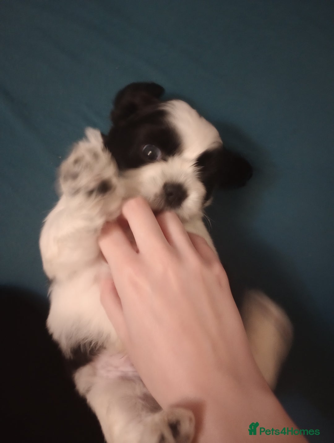 Shih Tzu dogs for sale: Adorable shih-tzu puppies - Advert 18