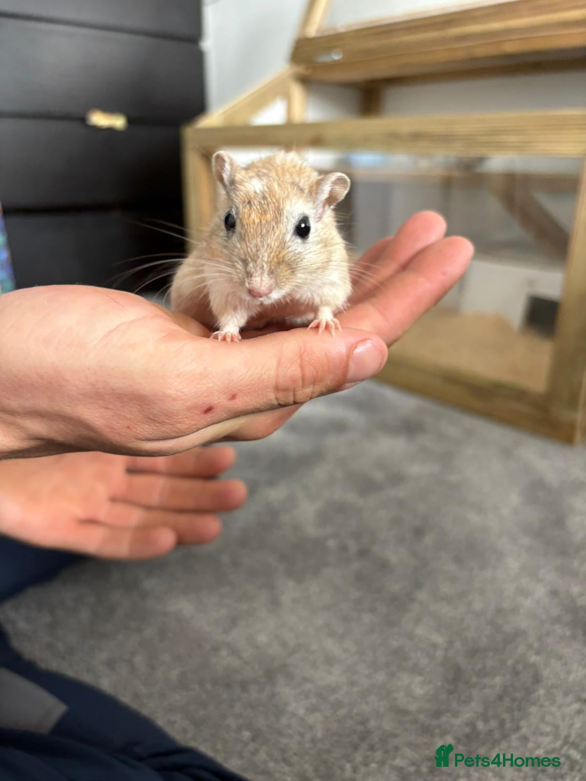 Gerbil rodents for sale: 3 x Gerbils for sale - Advert 5