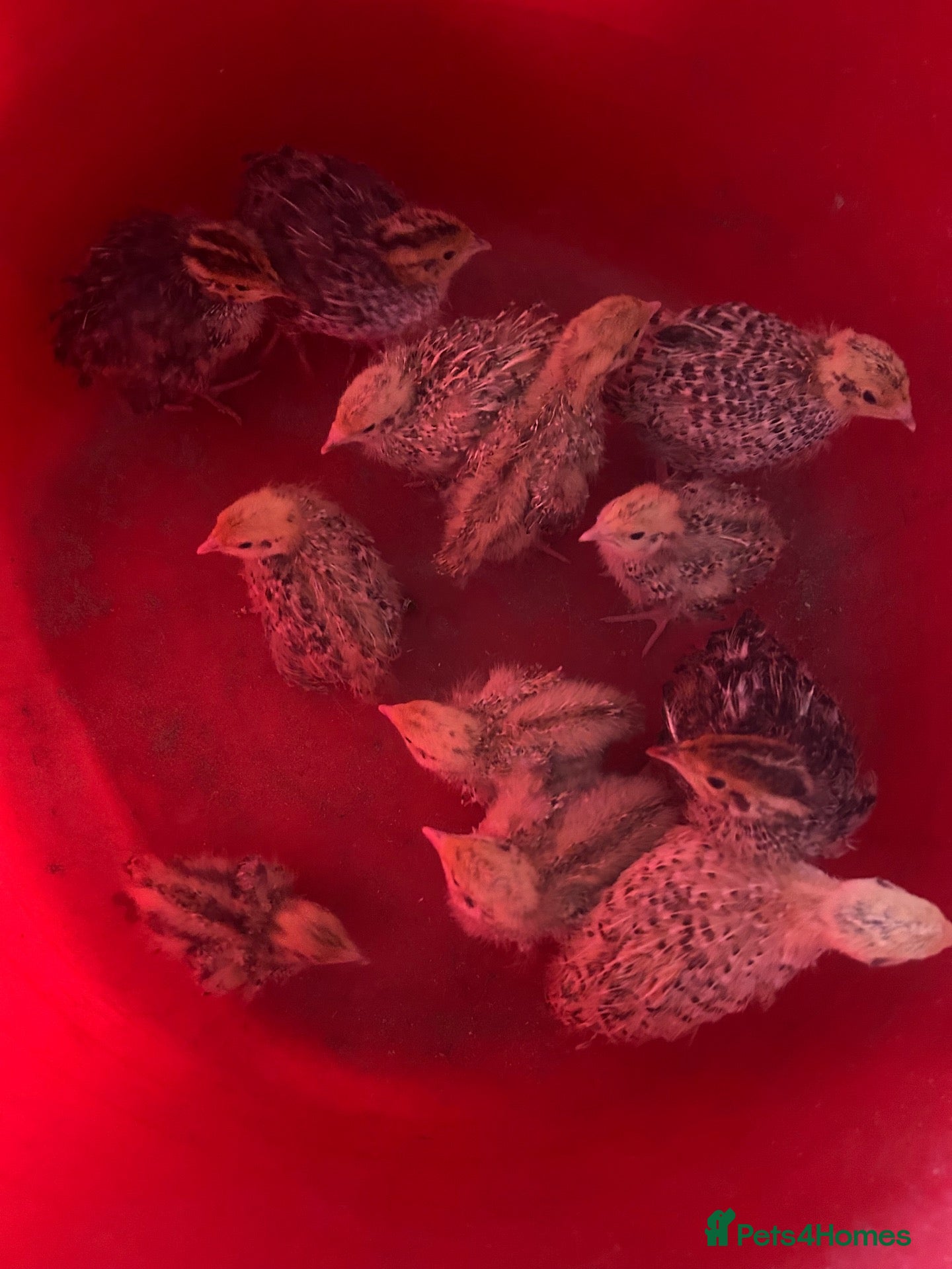 Quail poultry unsexed quail chicks  - Advert 18